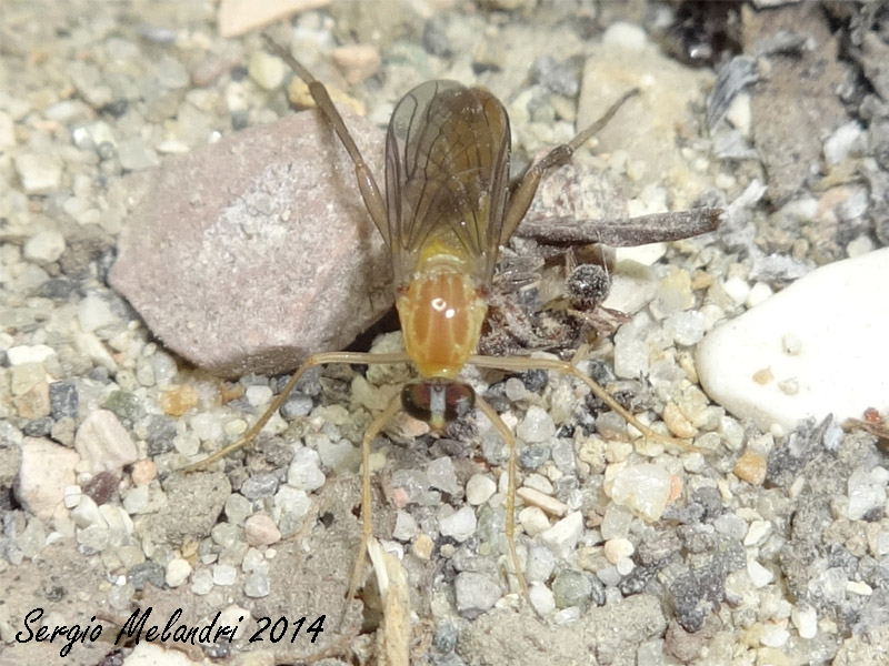 Vermileo sp. larve e adulti